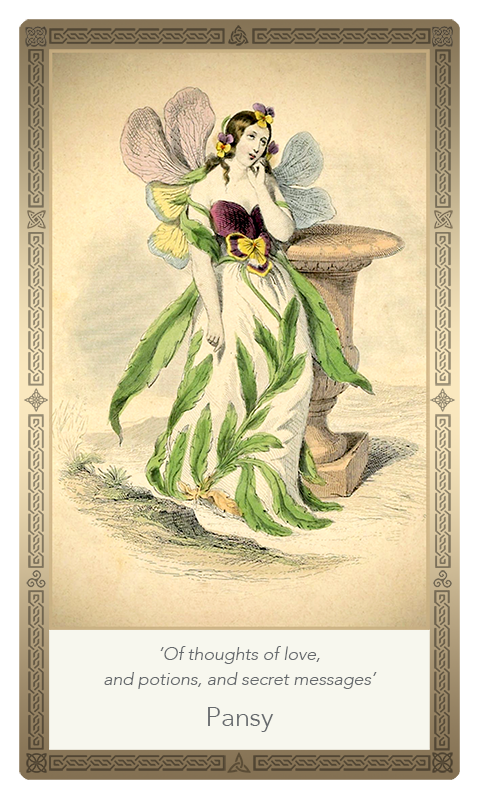 ‘Pansy’